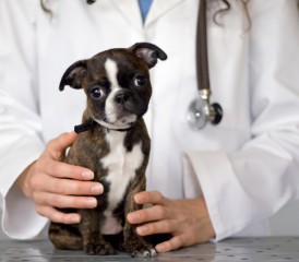 Boston terrier puppy with a veterinarian Boston terrier puppy with a veterinarian