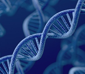DNA molecule DNA molecule