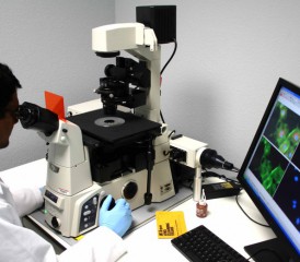 Immunotherapy Trials May Result in Breakthrough Mesothelioma Treatment