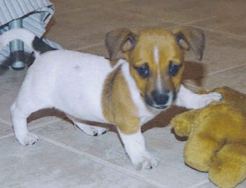 Rufus with a toy Rufus with a toy