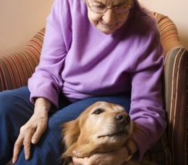 senior-dog senior-dog