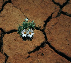 Flowers growing in a tough place Flowers growing in a tough place
