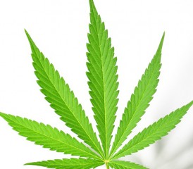 Marijuana leaf Marijuana leaf