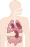 Pathology Studying Mesothelioma Cancer Progression Pathology Studying Mesothelioma Cancer Progression