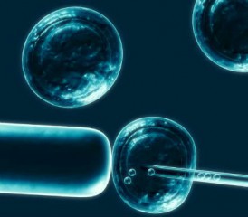 Stem cells