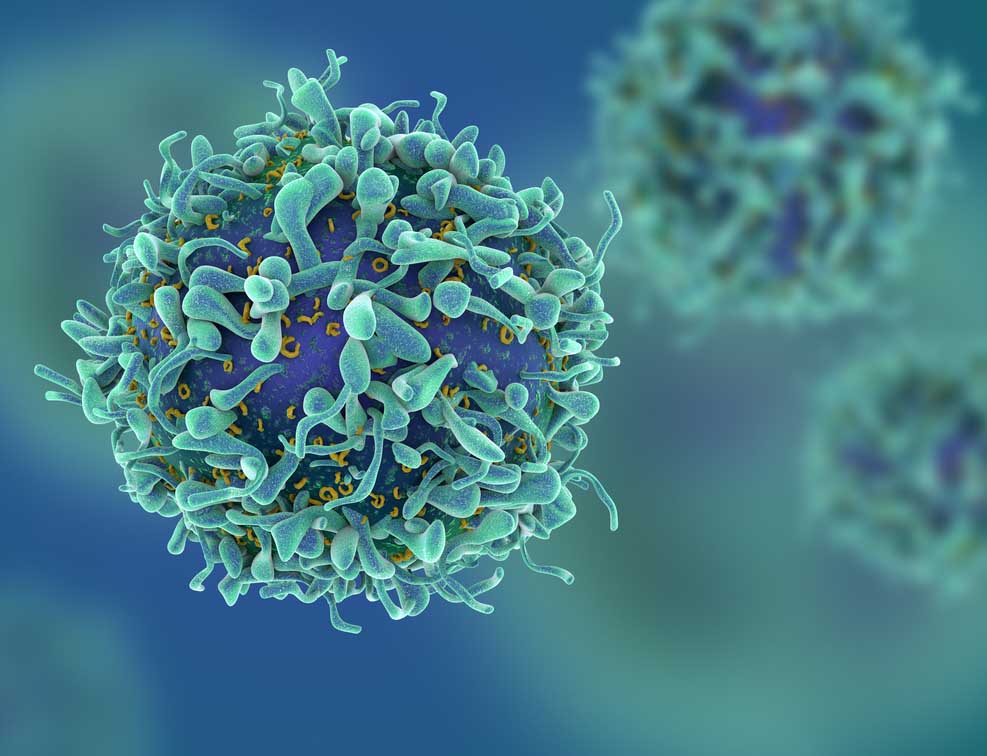 T-cell during immune response T-cell during immune response