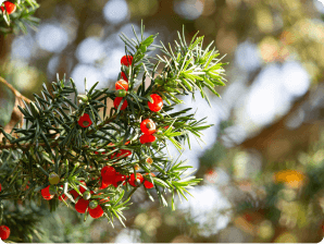 close-up of yew tree branch